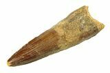 Fossil Spinosaurus Tooth - Real Dinosaur Tooth #351563-1